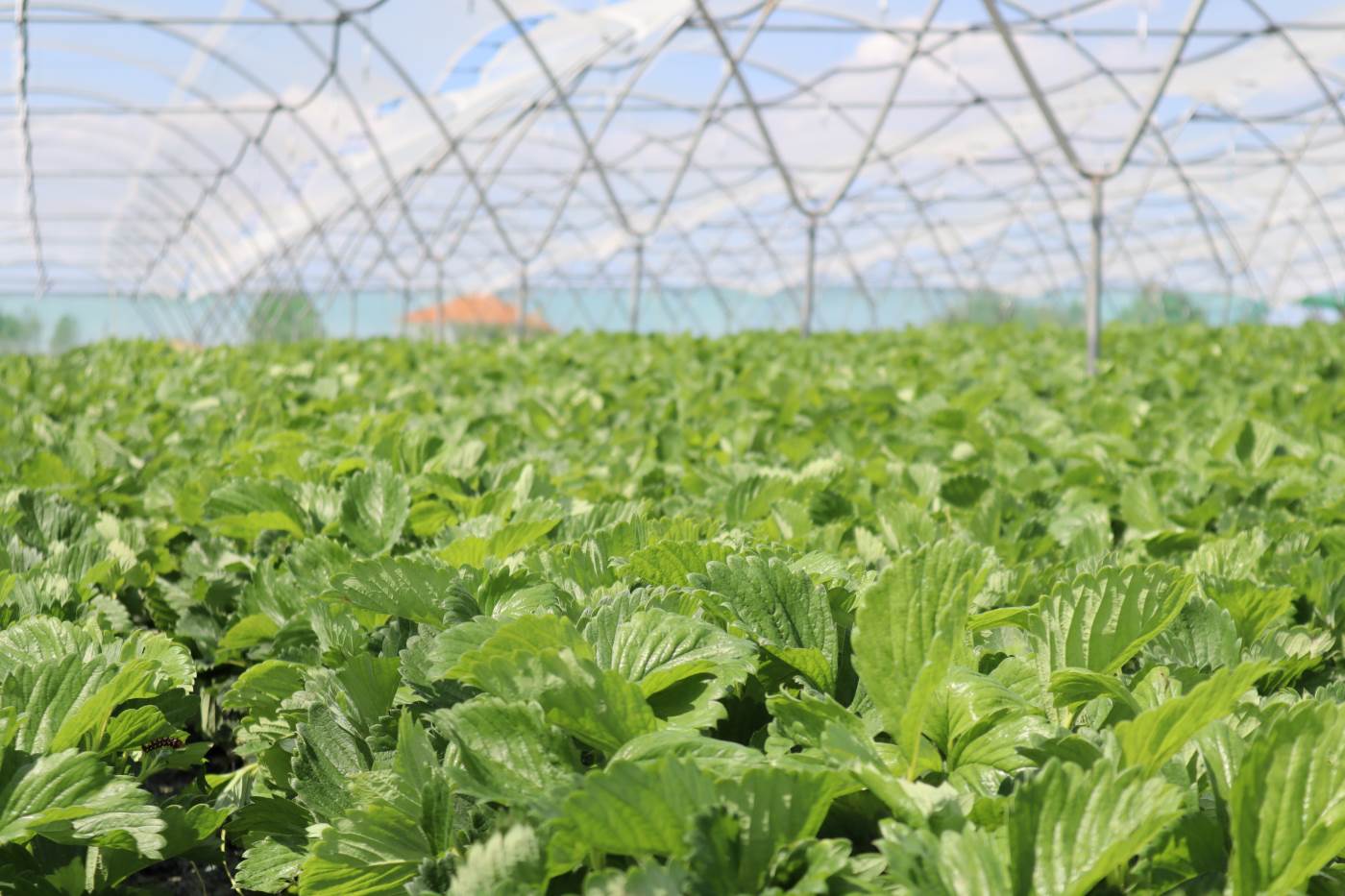 Viveiro de morangueiros MAAE